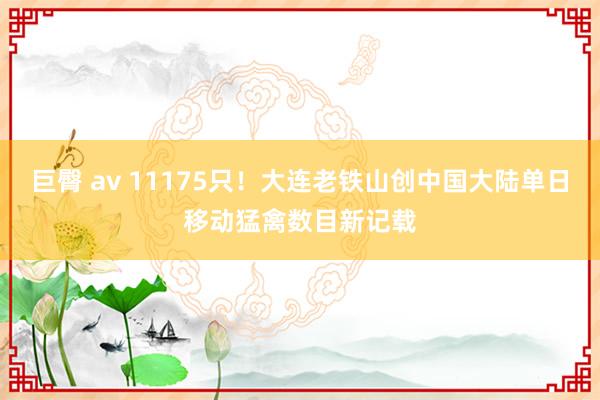 巨臀 av 11175只！大连老铁山创中国大陆单日移动猛禽数目新记载