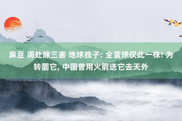 麻豆 周处除三害 地球独子: 全寰球仅此一株! 为转圜它， 中国曾用火箭送它去天外